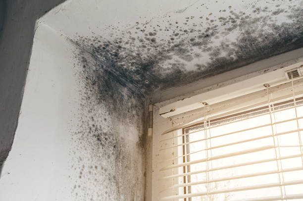 Affordable Basement Mold Removal solutions in Norwood, NC