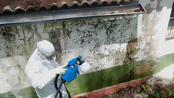 Top rated local Basement Mold Removal specialists in Norwood, NC